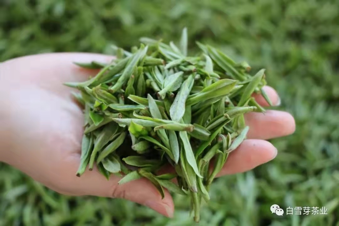 【茶文化】青年说茶系列(三) 【茶文化】青年说茶系列(三)